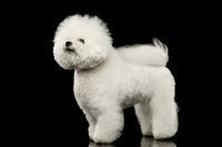 Bichon Frise Grooming (sorry only in German)