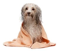 Deinen Hund baden/waschen