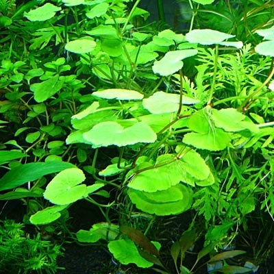 Aquarienpflanzen-Set 60x60cm Becken