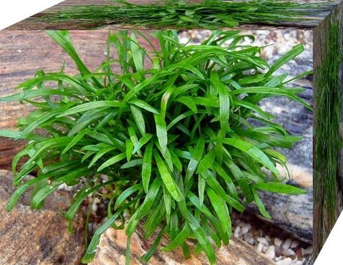 Lilaeopsis brasiliensis - Neuseeland Graspflanze
